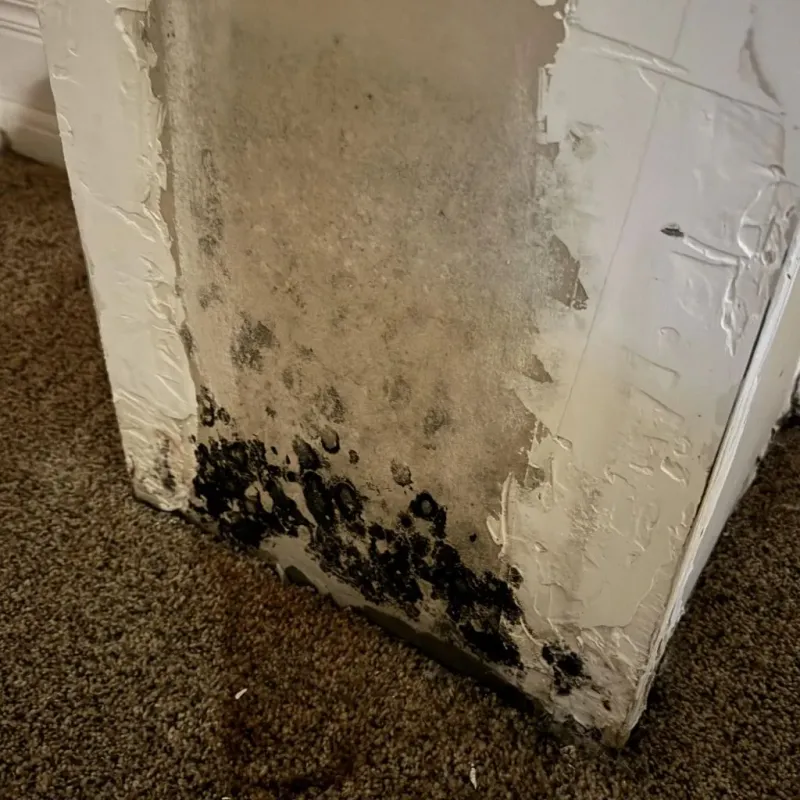 Professional Mold Removal in Bronson, MI